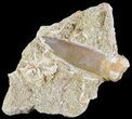 Fossil Plesiosaur (Zarafasaura) Tooth In Rock #61090-1